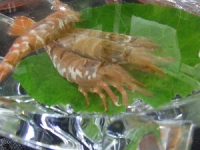 A, 活エビと香住かに 春らんらんプラン