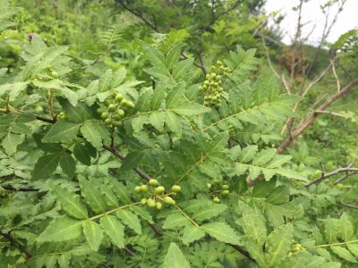 ピリリと辛い山椒は甲羅戯の名脇役。もちろんBIO