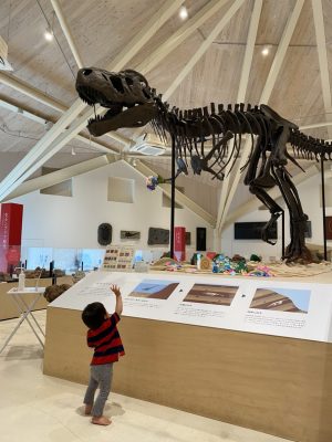 玄武洞資料館にティラノザウルス発見！！！