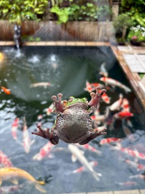 国の天然記念物