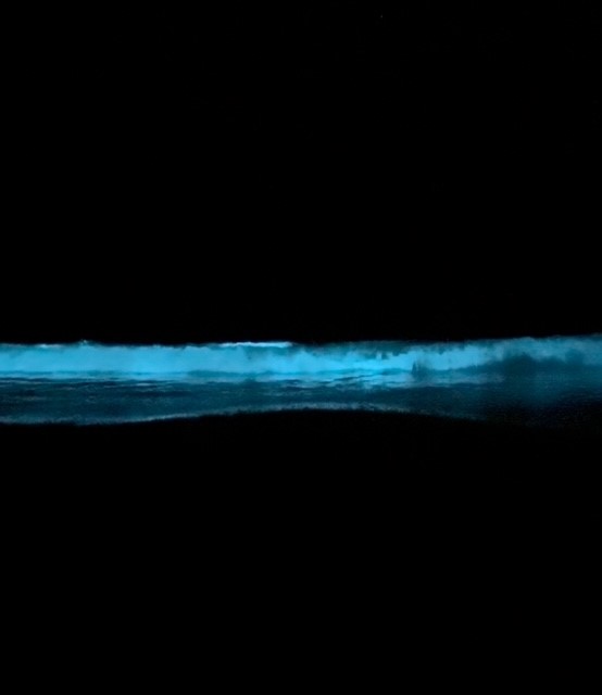 夜光虫
